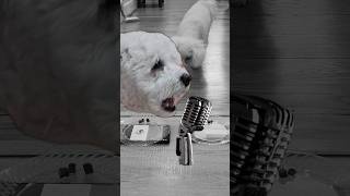 Our Dogs Create Mexico Song 🇲🇽 shorts [upl. by Ealasaid]