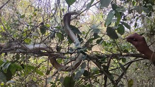 Indian Spectacled Cobra 🥵highly venomous 🐍snake [upl. by Torosian]