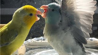 Parrotlet Talking amp Singing  Parrotlets Whistling [upl. by Stubbs369]