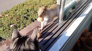 My cat loves to feed her squirrel friends [upl. by Ehtyaf207]