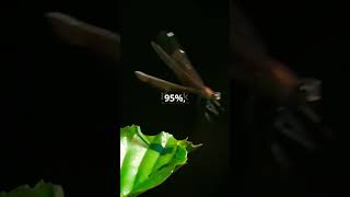 Dragonflies Natures Ultimate Hunters invideo facts curious animals [upl. by Netsrejk]