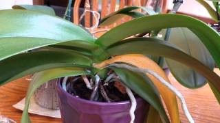 Discussion of leaf growth on orchids [upl. by Meakem]