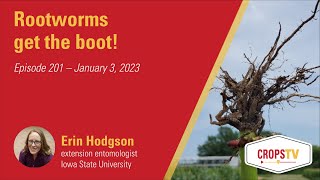 Rootworms get the boot [upl. by Seditsira]