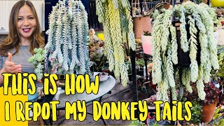 How to Repot Donkey Tail or Burro Tail Successfully  Succulents by Vonny [upl. by Leen]