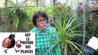 Conseils jardinage Dracaena marginata comment faire une bouture plante verte [upl. by Petrie]