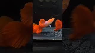 Albino red tuxedo rosetail shorts shortsfeed guppy [upl. by Eskill241]