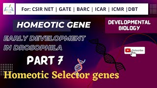 Part 7 Homeotic Selector Gene in Drosophila csirnet ushayadav developmentalbiology [upl. by Iadrahs]