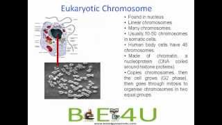 Difference between Prokaryotic and Eukaryotic Chromosomes  Cell Biology  biologyexams4u [upl. by Fanchon]