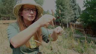 Collecting Seeds from Prairie Coneflower Ratibida columnifera [upl. by Adnawot983]