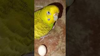 Budgies breeding progress  Budgies progress  Budgies  Budgies Breeding  Love Birds  Parrot [upl. by Ayak734]