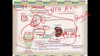 corticosteroids part 1 2024 [upl. by Ahsetan724]