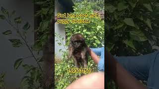 Gsd long coat male puppy availablepets dogowner doglover cute gsd 🐕7593077501 [upl. by Papotto]