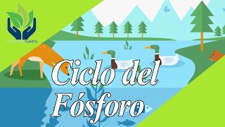 Ciclo del Fósforo explicación y ejemplos [upl. by Ititrefen]