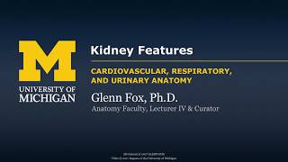 Urinary System Kidney Features  Demo [upl. by Einahteb]