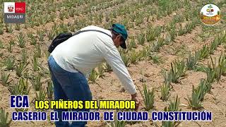 PROYECTO PIÑA ECA LOS PIÑEROS DEL MIRADOR DEL SECTOR DE CASERIO EL MIRADOR DISTRITO DE CONSTITUCIÓN [upl. by Alrad]