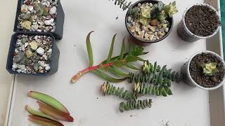 8 como REPRODUCIR CRASSULA PERFORATA  PLANTA ACORDEON [upl. by Aiouqes]