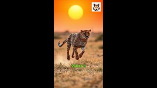 Cheetah vs Leopard Who Reigns Supreme [upl. by Velick]