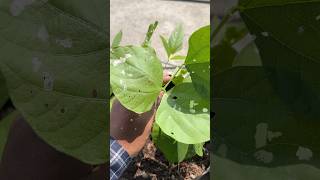 Cowpea Leaf Miner ko kaise control kare 😱😨😲 shorts [upl. by Sosthenna]