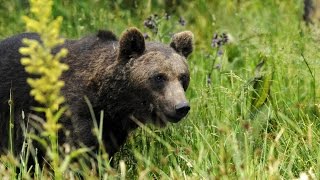 Grandeur Nature  LOurs des Pyrenées  Documentaire Animalier [upl. by Enelez]