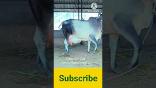 Dantewada Krishi University Gujarat kankarej cow guzerá [upl. by Areht]