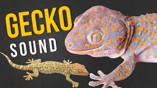 Gecko Sound  Tokay Gecko Tokek  Spooky Gecko Sound [upl. by Raye899]