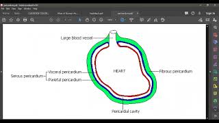 L5 ANATOMY PERICARDIUM [upl. by Valley589]