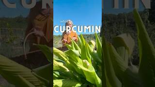 What is curcumin turmeric garden herbs herbalmedicine [upl. by Harding612]