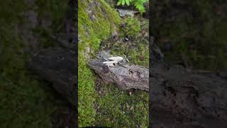 Macro Photography shorts  Lentinus arcularius  Spring polypore  Fungi  Mushrooms  Closeup [upl. by Wolgast]