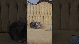 Katy black silver Maine Coon kitten [upl. by Nora347]