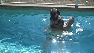 Sampson The English Mastiff not sure about swimming [upl. by Dorri]