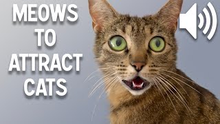 Sounds that attract cats  Meow to make cats come to you [upl. by Castora]