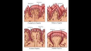 discuss the lingual papillae CircumVallate papillae Fungiform papillae Filliform papillae [upl. by Hinda921]