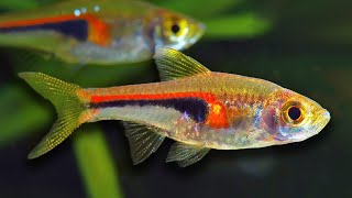 Top 10 Aquarium Fish For Beginners [upl. by Corwun521]