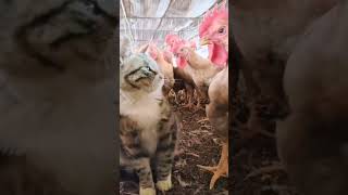 funny and cute cats shortvideo shorts [upl. by Urbain677]