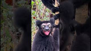 Lemur indri de Madagascar primate lemur indri Madagascar animal reinoanimal [upl. by Dunkin]