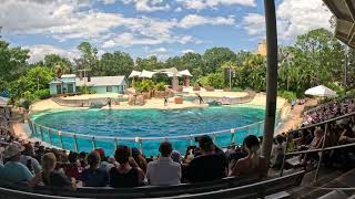 2024 Seaworld dolphin show part one [upl. by Radburn360]