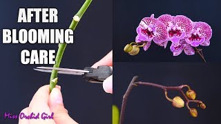 Orchid Care for Beginners  What to do after Phalaenopsis blooms fall Cutting spike amp aftercare [upl. by Risan49]