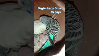 Budgies baby grow 15 days budgiecage parrot [upl. by Naira]