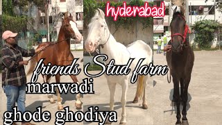 Marwadi Stallion Horses in Hyderabad at Friends Stud Farm  Marwad Ghode Ghodiya Available [upl. by Wayne]