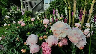 Peonies and Roses bring the Spring Cottage Garden into Peak Bloom  Ricks Garden Diary  2024 [upl. by Elleynad]