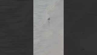 Common greenshank in Maldives [upl. by Eissoj]