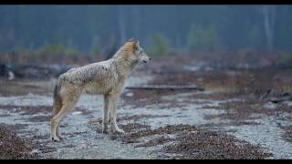 Grey Wolves in Nature  PART 1  Rocky Mountains British Columbia Canada [upl. by Garcia]