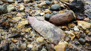 Arrowhead Hunting After MASSIVE Rain BEAUTIFUL BLADE [upl. by Aistek]