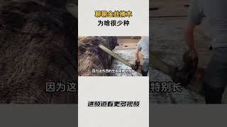 聊聊金丝楠木，为啥很少种 知识 趣闻 历史 [upl. by Amimej]