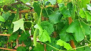 Grow Patola Luffa from seed in 10 weeks [upl. by Bonner]