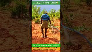 Spraying Chlorpyriphos 20 EC Organophosphate Insecticide on Sandalwood and Guava  Timber Farm [upl. by Agler]