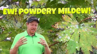 What To Do About Powdery Mildew On Japanese Maples  Gardening 101 [upl. by Aloz]