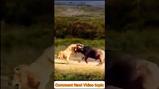 Buffalo vs Lion Incredible Showdown Ends with Lion Running for Its Life [upl. by Uhile157]