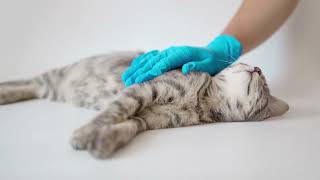 Using a Micro Pen applicator for your pets transdermal medication [upl. by Violante]