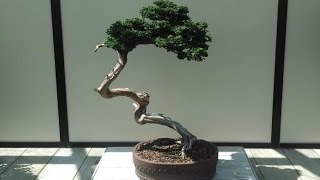 Chamaecyparis obtusa Bonsai Tree Type [upl. by Llezniuq]